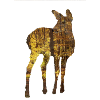 cerf