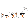 Storch evolution