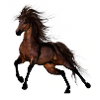 Brown Wild Horse