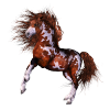 Native Horse