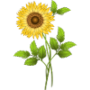 Sunflower flower
