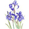 Iris violets