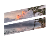 Beach with palms