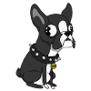 Hund
