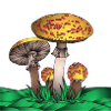 Magic Mushroom