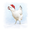 X-Mas Hen