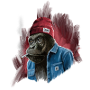 Chimp