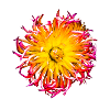 Flower bunch