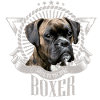 Boxer dog