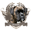 Boxer dog