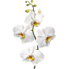 Orchids