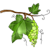 grapes