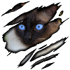 Siamese cat in me