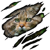 Wild cat in me