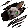 Sphynx cat in me