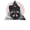 racoon