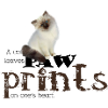 Brown/White Birman Cat