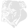 379 Bulldog white