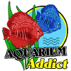 Aquarien-Süchtige: Bunte Fische