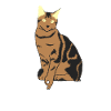 Reingeckt - Cat