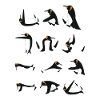 Penguins doing Yoga