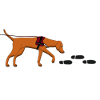 Mantrailing Vizsla