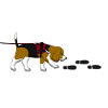 Mantrailing Beagle