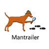 Mantrailing Vizsla