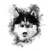 gxp dog husky face water color splashes