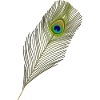 peacock feather
