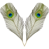 peacock feathers