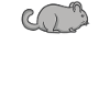Chinchilla - Chinchillas - Chinchillamama