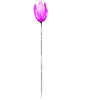 Cadeau Fleur Femme