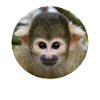 Singe