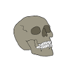 skull
