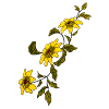 Sunflower Branch Illustration
