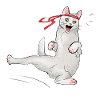 Cat at karate