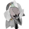 Bird pigeon