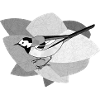 Wagtail bird