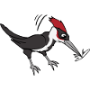 Woodpecker bird birds