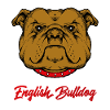 English bulldog