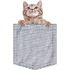 Pocket Cat Peeking Kitten