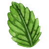 Mint mint leaf