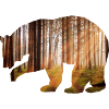 Bear Forest