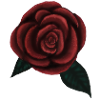 One rose