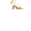 Frettchenfreund - Frettchen - Frettchenmom