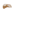 Frettchenfreund - Frettchen - Frettchenlady