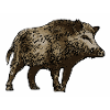 wild boar