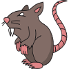 rat