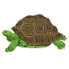 Tortoise - slow-steady - win - race